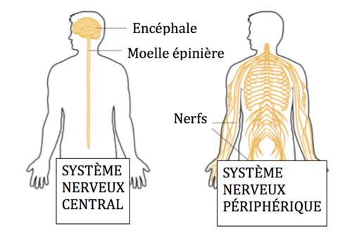 Système nerveux central et système nerveux périphérique - Source inconnue
