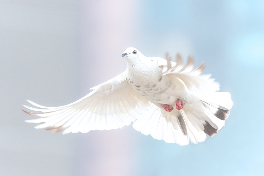 Image d'en-tête de l'article Je Réalise " Me libérer de mes tensions en quelques secondes ! ", sur laquelle l'on voit une colombe blanche voler.