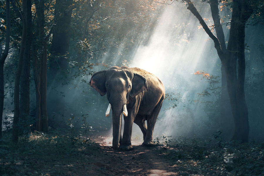 Image d'en-tête de l'article Je Réalise " Tenir pour responsable, sans vengeance ", sur laquelle l'on voit au centre un éléphant nous faisant face et nous regardant, dans une forêt percée par des rayons de lumière.