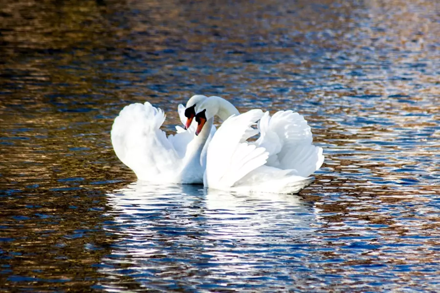 Image d'en-tête de l'article Je Réalise " Un couple soudé et durable ", sur laquelle l'on voit deux cygnes dans l'eau, tournés l'un vers l'autre, leurs deux têtes regardant dans la même direction.